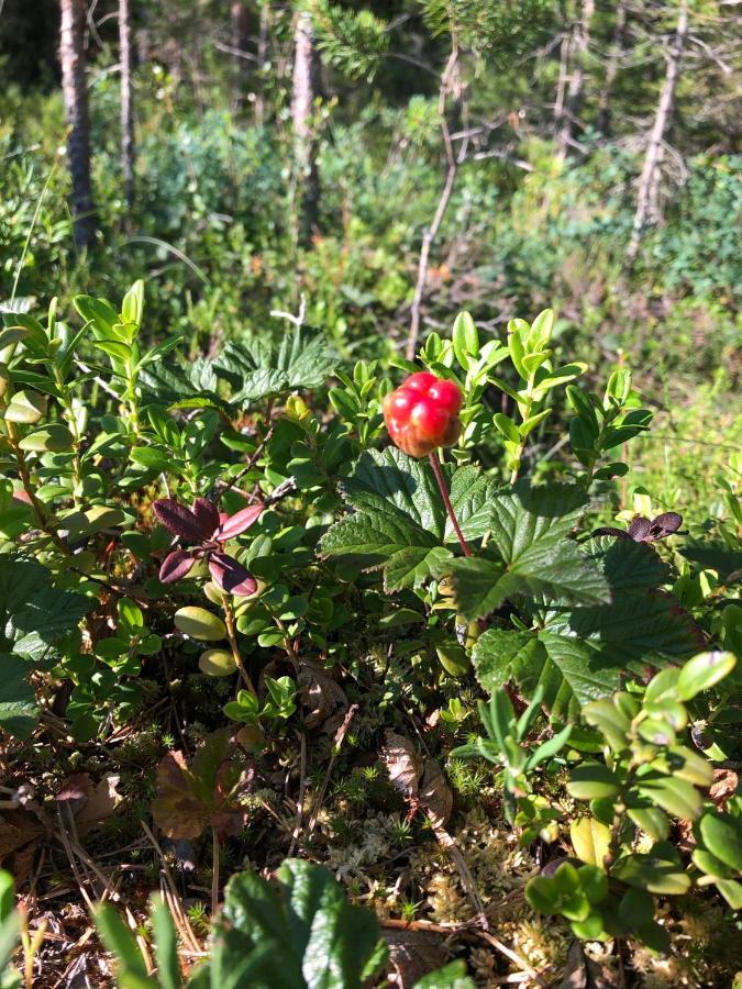 Hotel Glampingtaelt Torsby Esterno foto